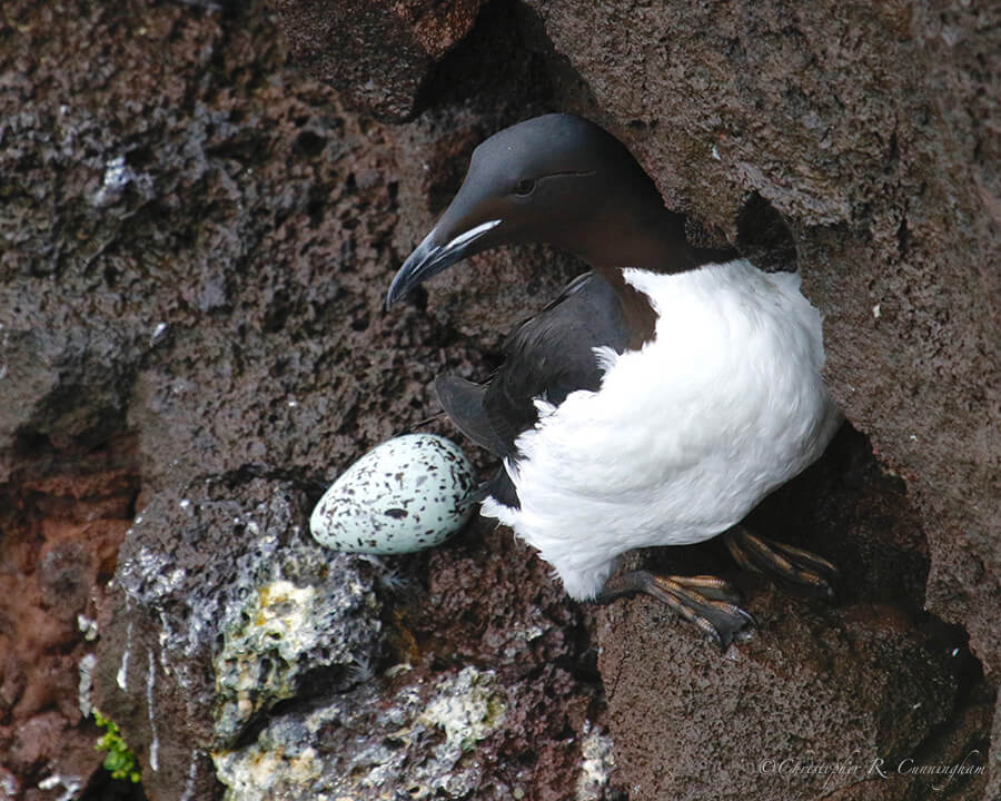 Thick-billed Murre with Egg, near Reef Rookery, St. Paul Island, Pribilof Islands, Alaska