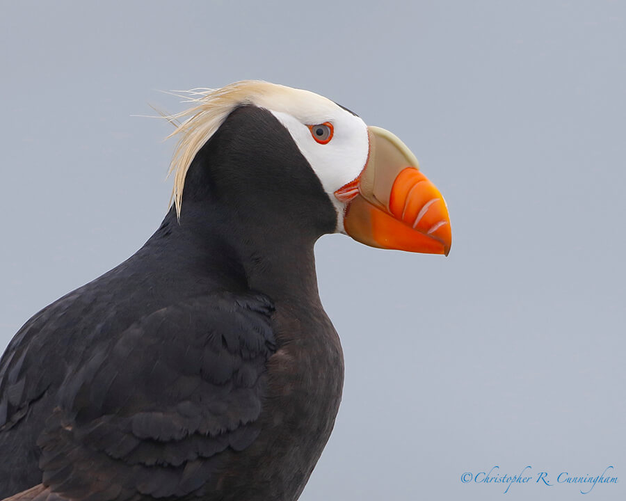 Tufted Puffin Portrait, near Reef Rookery, St. Paul Island, Pribilof Islands, Alaska