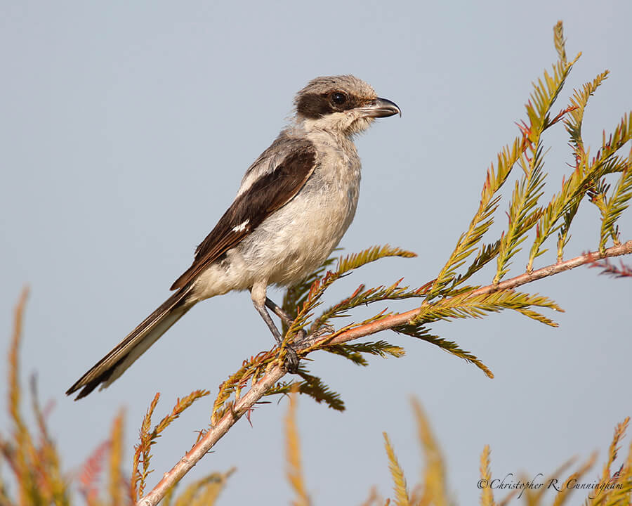 Adult Loggerhead Shrike on Cypress Tree, Fiorenza Park, west Houston, Texas