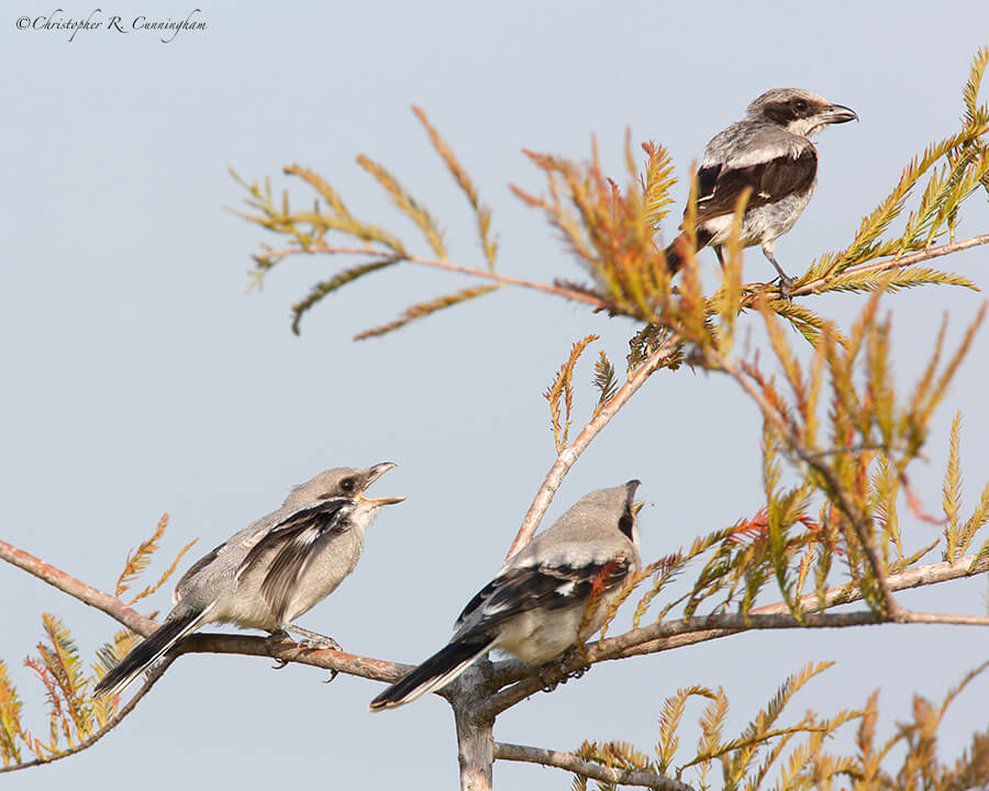 A Pair of Begging Loggerhead Shrike Fledglings with Parent, Fiorenza Park, west Houston, Texas