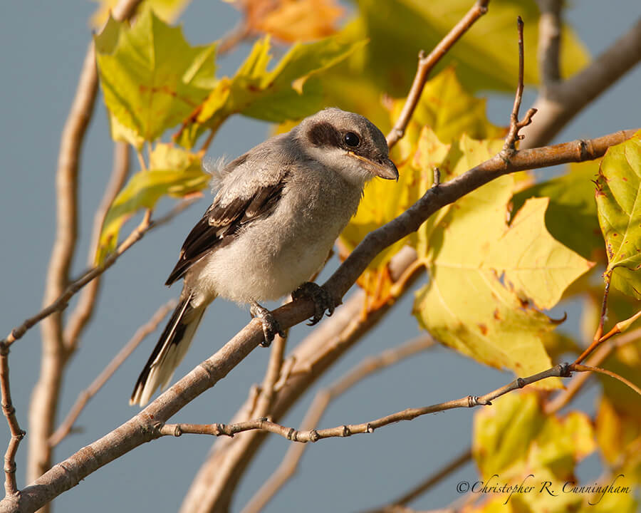 Loggerhead Shrike Fledgling, Firoenza Park, west Houston, Texas