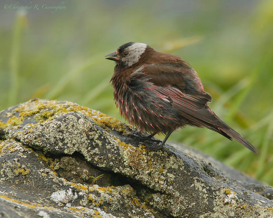 Gray-crowned Rosy-Finch, near Reef Rookery, St. Paul Island, Pribilof Islands, Alaska