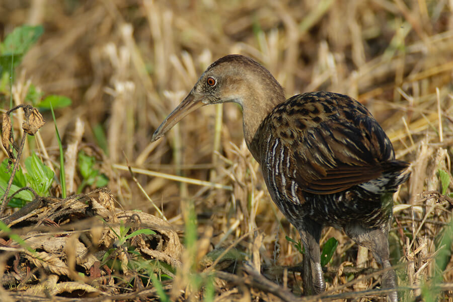 KIng Rail, near Anahuac National Wildlife Refuge, Texas