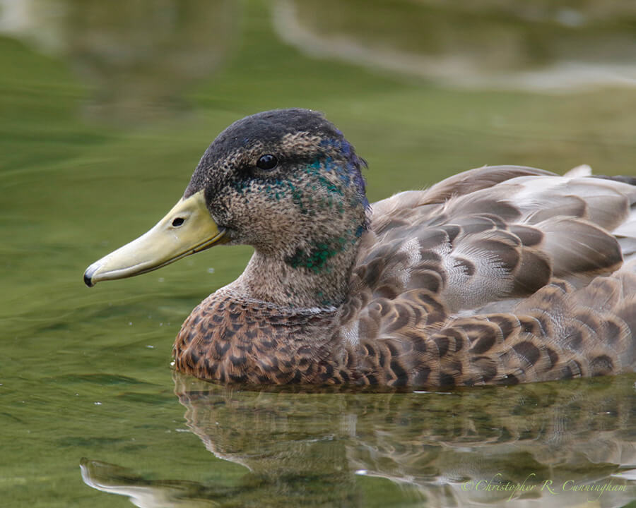 Mallard Drake Molting into Eclipse Plumage, Cheney Lake, Anchorage, Alaska