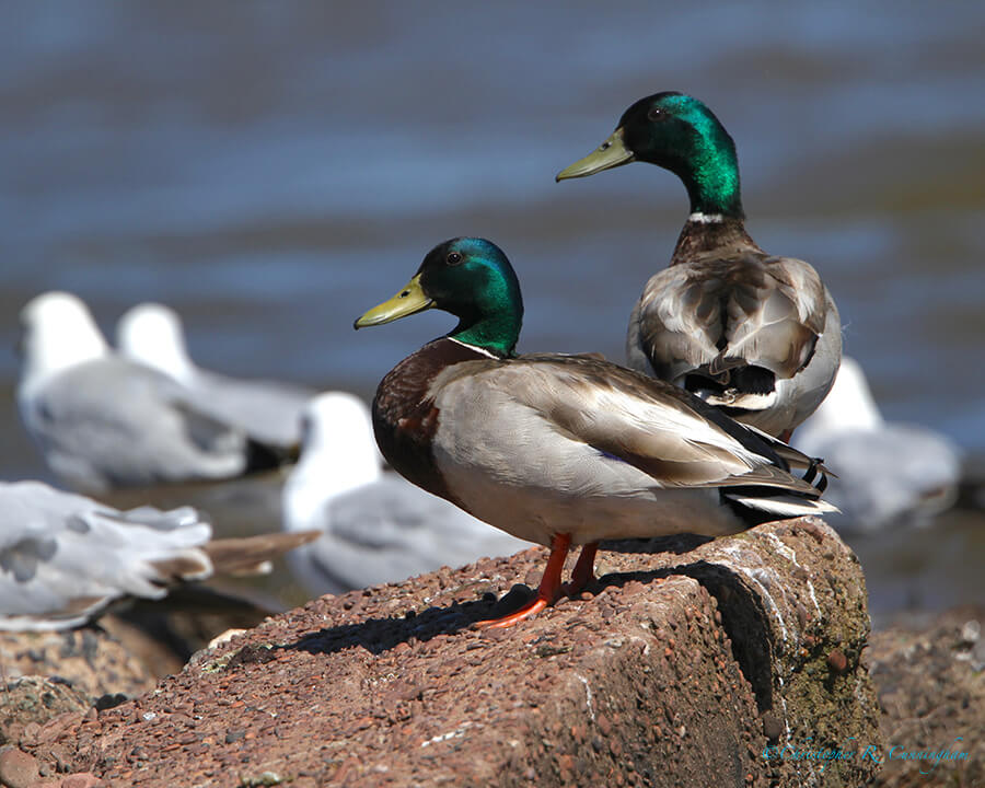 Mallard Drakes, Lake Superior, Wisconsin