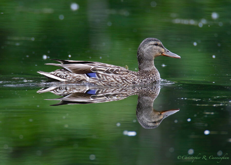 Mallard Hen, Cheney Lake, Anchorage, Alaska