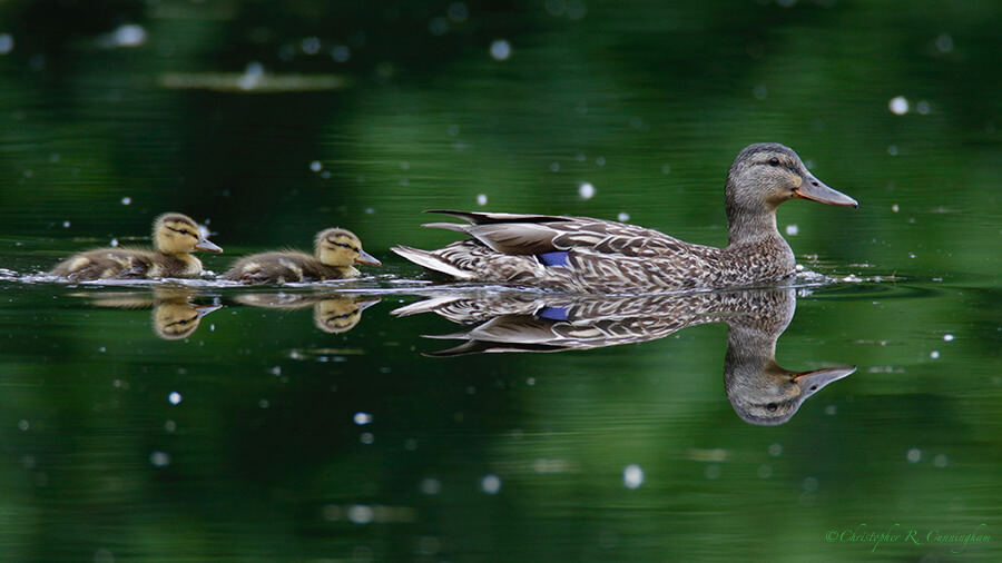 Mallard Hen with ducklings, Cheney Lake, Anchorage, Alaska