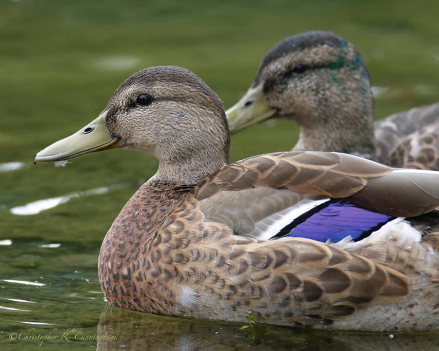 Mallards, Cheney Lake, Anchorage, Alaska