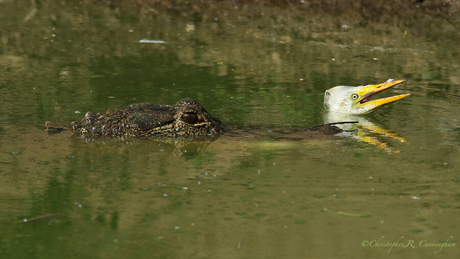 Alligator with Great Egret Nestling, Smith Oaks Rookery, High Island, Texas