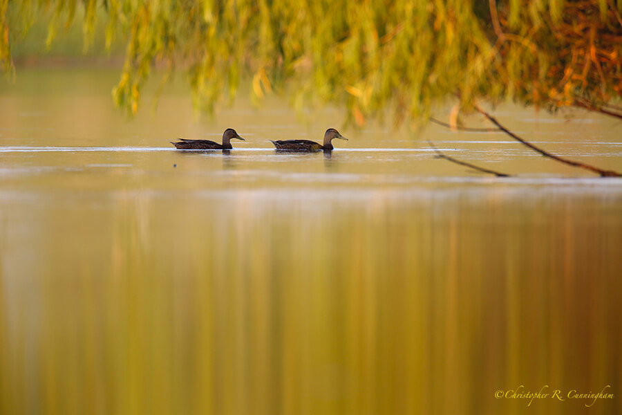 The Golden Hour, Fiorenza Park, West Houston. Canon EOS 5DIII/600mm f/4L IS (+1.4x TC). Natural light.