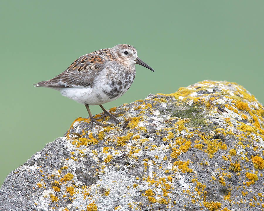 Rock Sandpiper, Black Diamond Hill, St. Paul Island, Pribilof Islands, Alaska