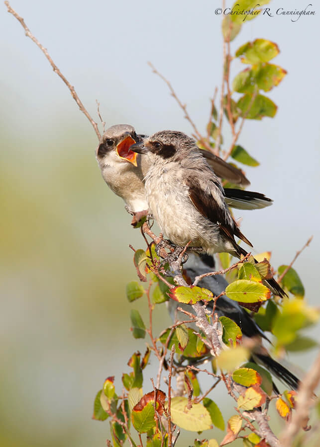 Adult Loggerhead Shrike Feeding Fledgling, Firoenza Park, west Houston, Texas