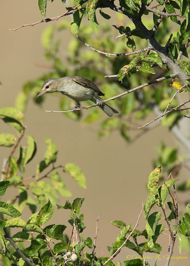 Bell's Vireo?, Big Bend National Park, Texas