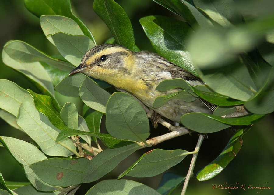 Blackburnian Warbler, Lafitte's Cove, Galveston Island, Texas