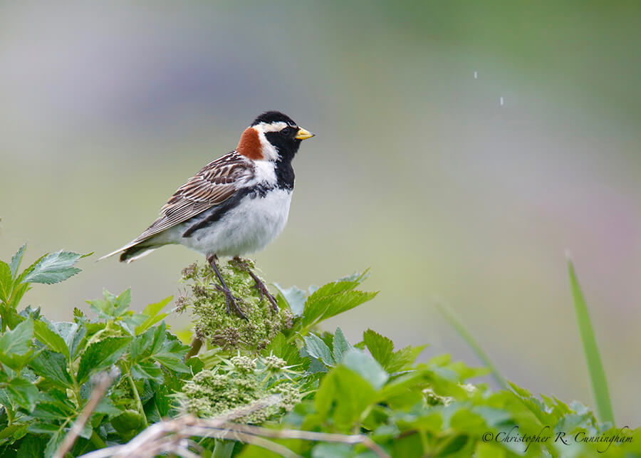 Lapland Longspur, Black Diamond Hill, St. Paul Island, Pribilof Islands, Alaska