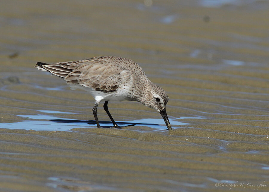 Sandpiper, East Beach, Galveston Island, Texas