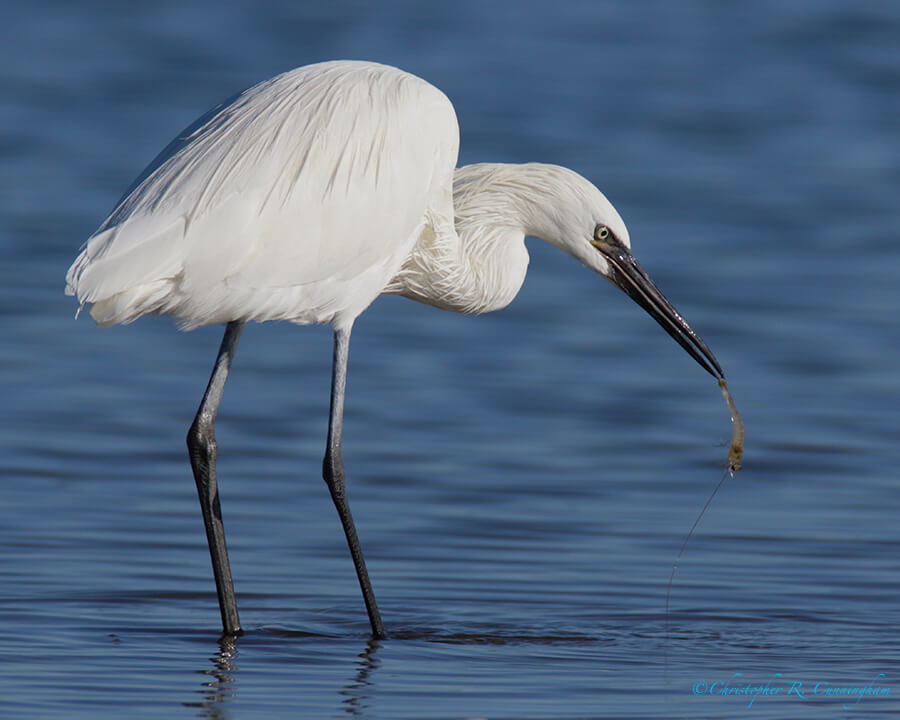 Reddish Egret (White Morph) with Shrimp, East Beach, Galveston Island, Texas