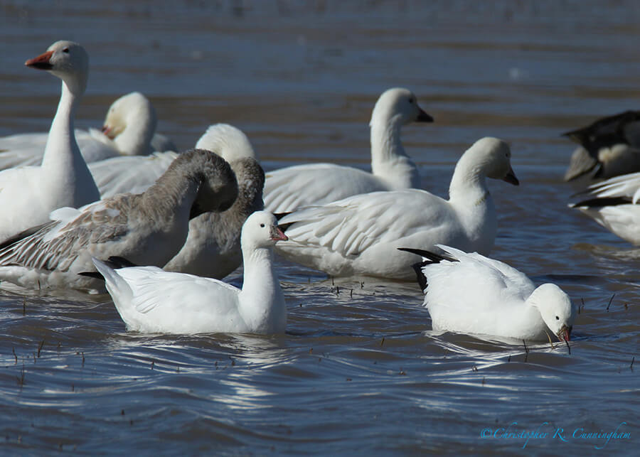 Ross's Geese, Bosque Del Apache National Wildlife Refuge, New Mexico