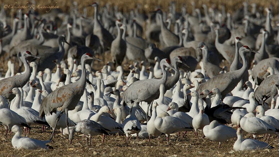 Sandhill Cranes, Snow and Ross's Geese, San Bernardo National Wildlife Refuge, New Mexico