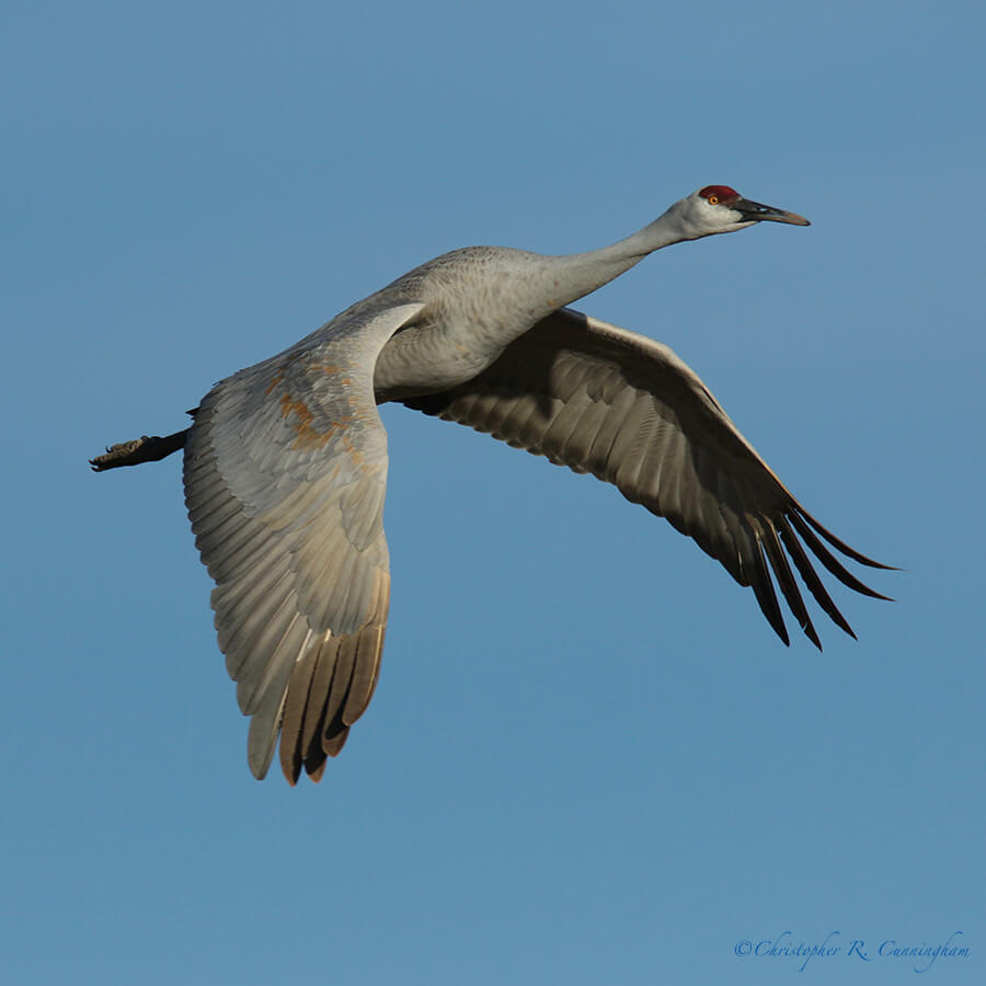 Sandhill Crane in Flight, San Bernardo National Wildlife Refuge, New Mexico
