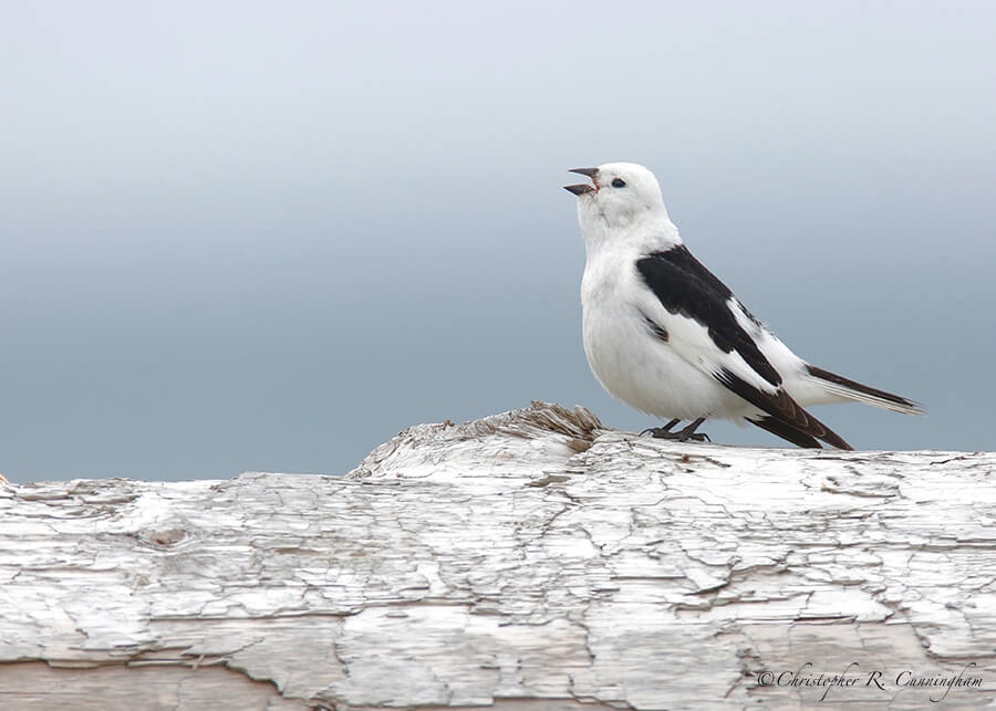 Singing Snow Bunting, Anton Larsen Wall, St. Paul Island, Pribilof Islands, Alaska