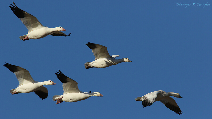 Snow Geese in Formation, San Bernardo National Wildlife Refuge, New Mexico