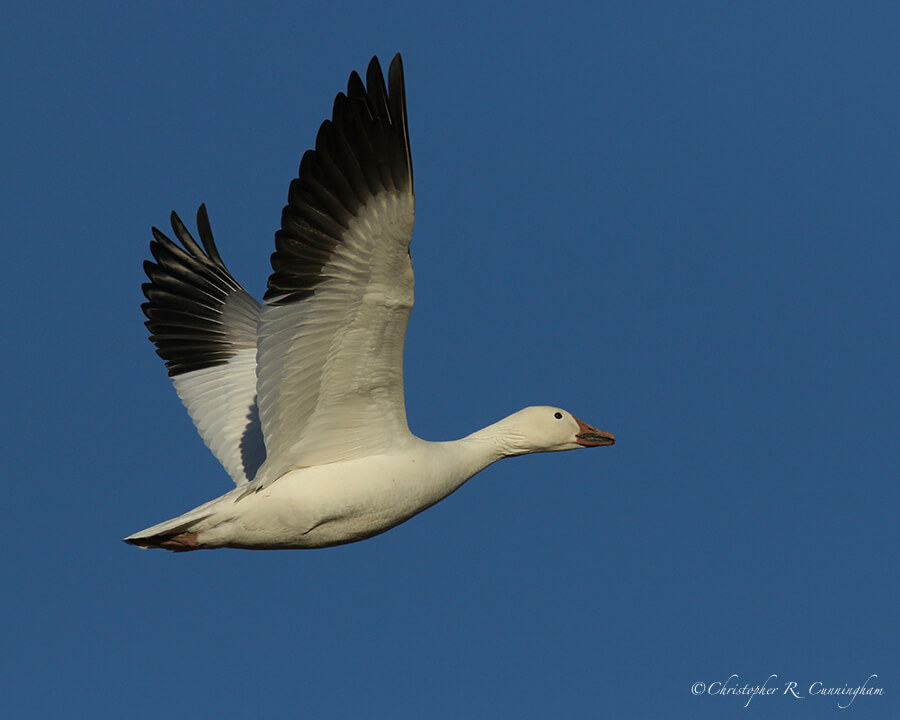 Snow Goose in Flight, San Bernardo National Wildlife Refuge, New Mexico