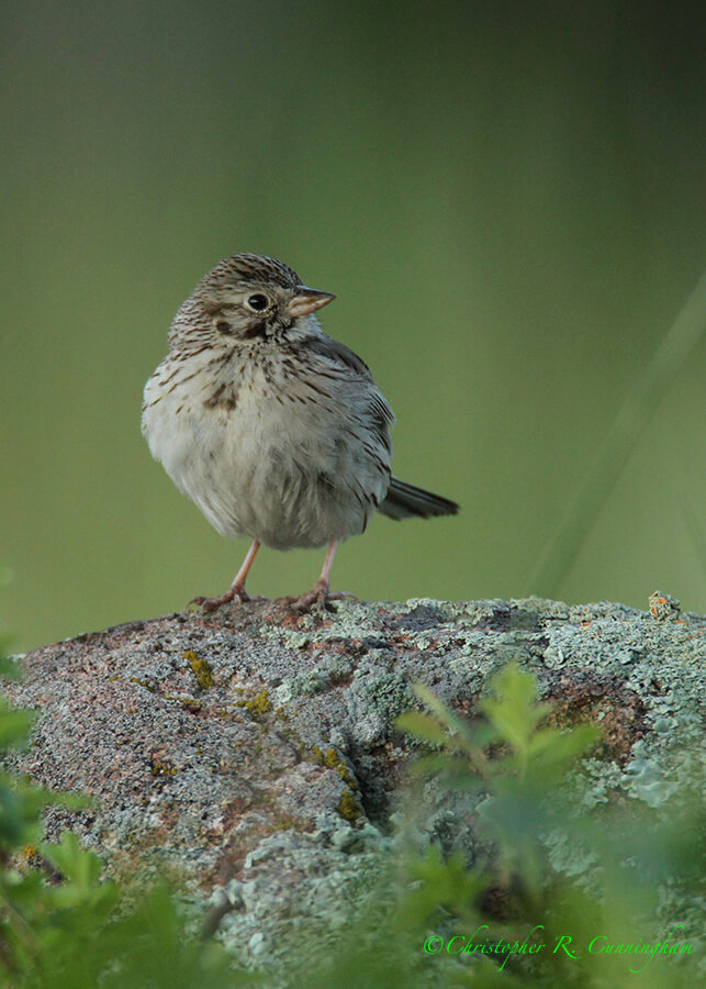 Vesper Sparrow(?), Rocky Mountain National Park, Colorado