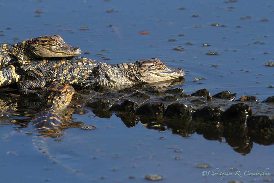 Baby Alligators on Mom's Back, Pilant Lake, Brazos Bend State Park, Texas