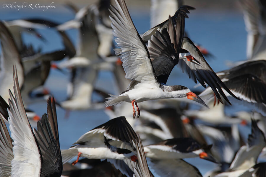 Black Skimmer Flock, East Beach, Galveston Island, Texas