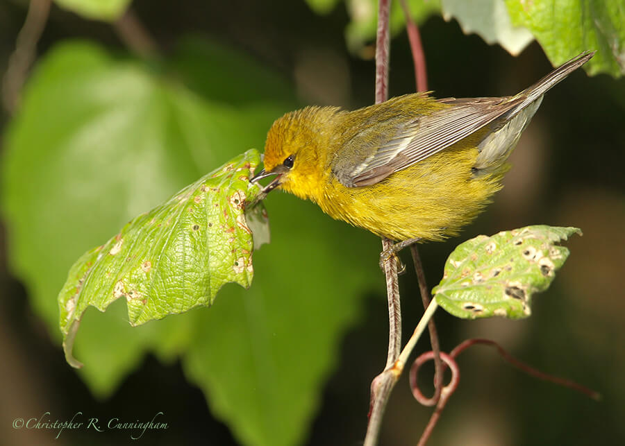 A Blue-winged Warbler Hunts Caterpillars, Lafitte's Cove, Galveston Island, Texas