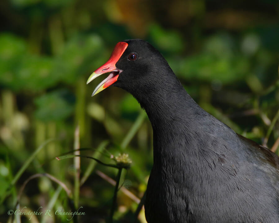 Calling Moorhen, Pilant lake, Brazos Bend State Park, Texas