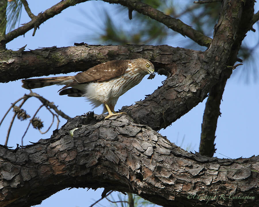 Cooper's Hawk with Pine Bark, Edith L. Moore, Houston, Texas