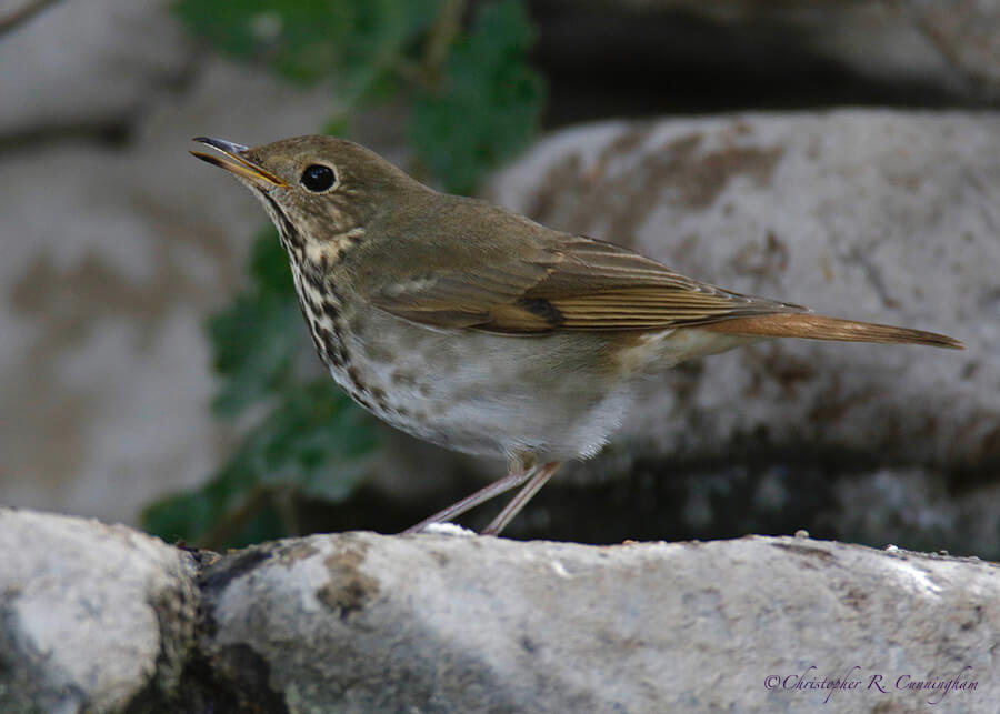 Hermit Thrush, Davis Mountains State Park, Texas