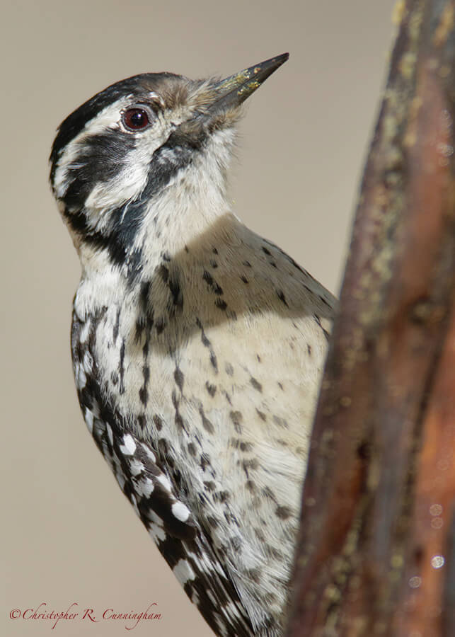 Ladder-backed Woodpecker, Davis Mountains State Park, Texas