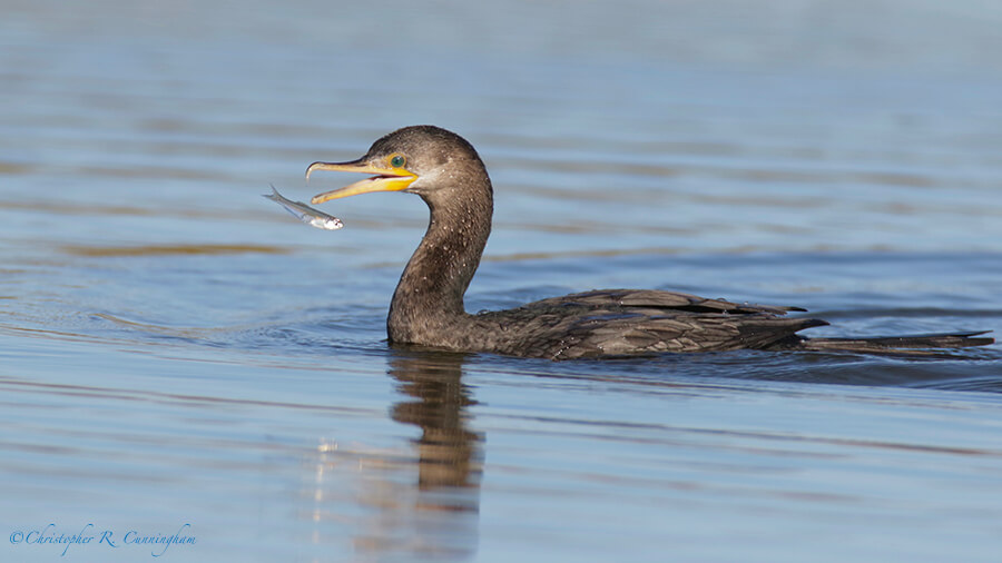 Neotropic Cormorant with Fish, East Beach, Galveston Island, Texas