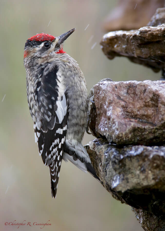 Red-naped Sapsucker, Davis Mountains State Park, Texas