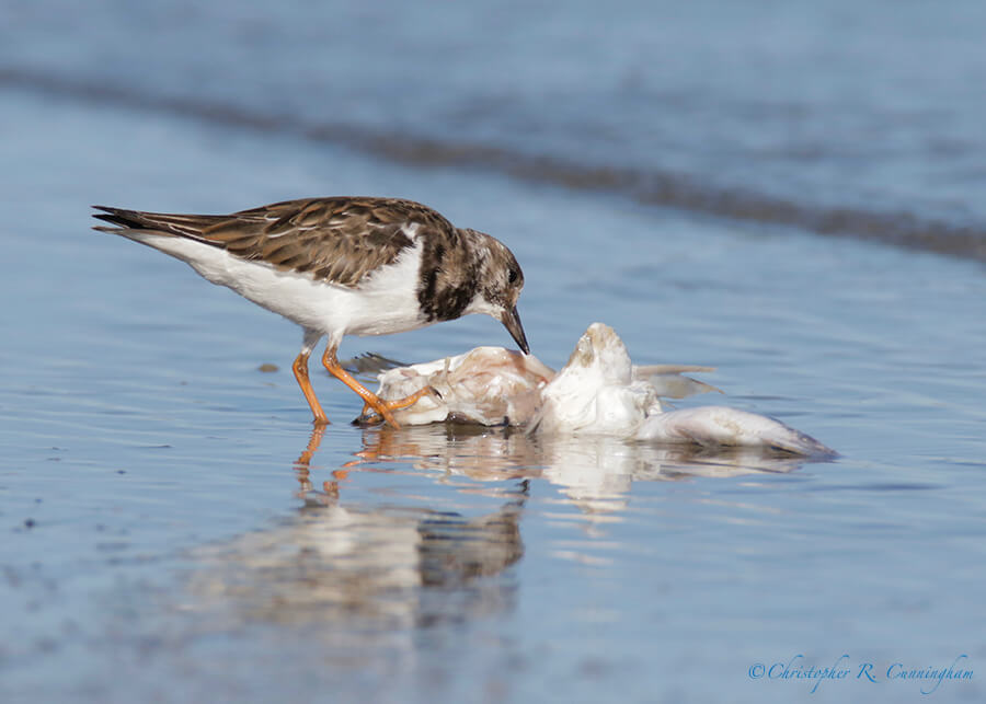 Ruddy Turnstone with fish, East Beach, Galveston Island, Texas