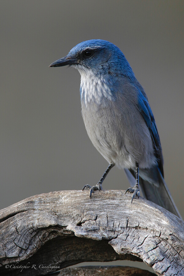 Western Scrub Jay, Franklin Mountains State Park, Texas