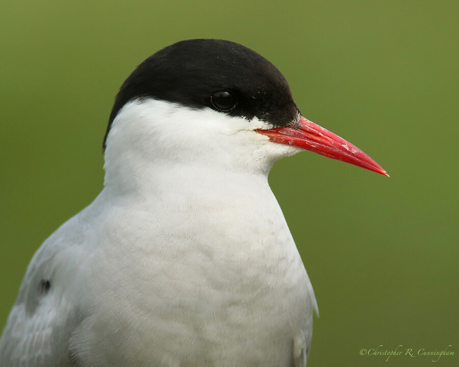 Arctic Tern, near Potter Marsh, Alaska