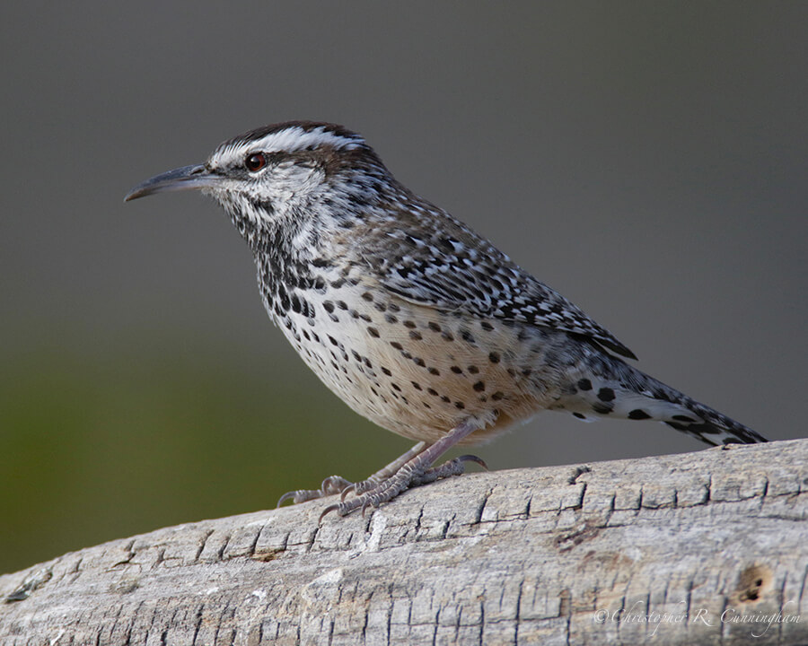 Cactus Wren, Franklin Mountains State Park, West Texas