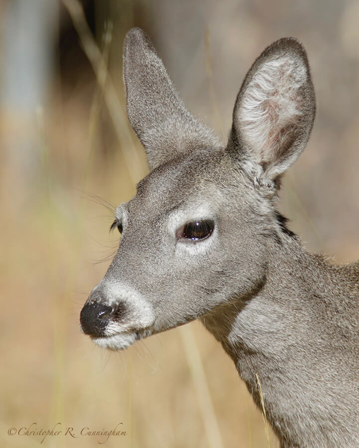 Coues Deer, Barfoot Park, Cochise County, Arizona