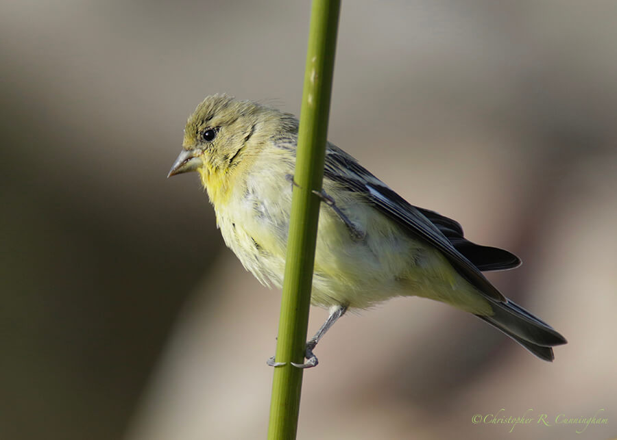 Lesser Goldfinch, Franklin Mountains State Park, West Texas