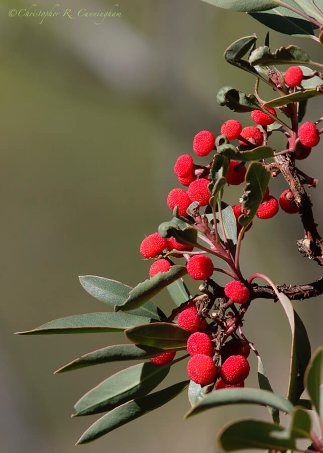 Madrone in Fruit, Vista Point Trail, Cave Creek Canyon, Arizona