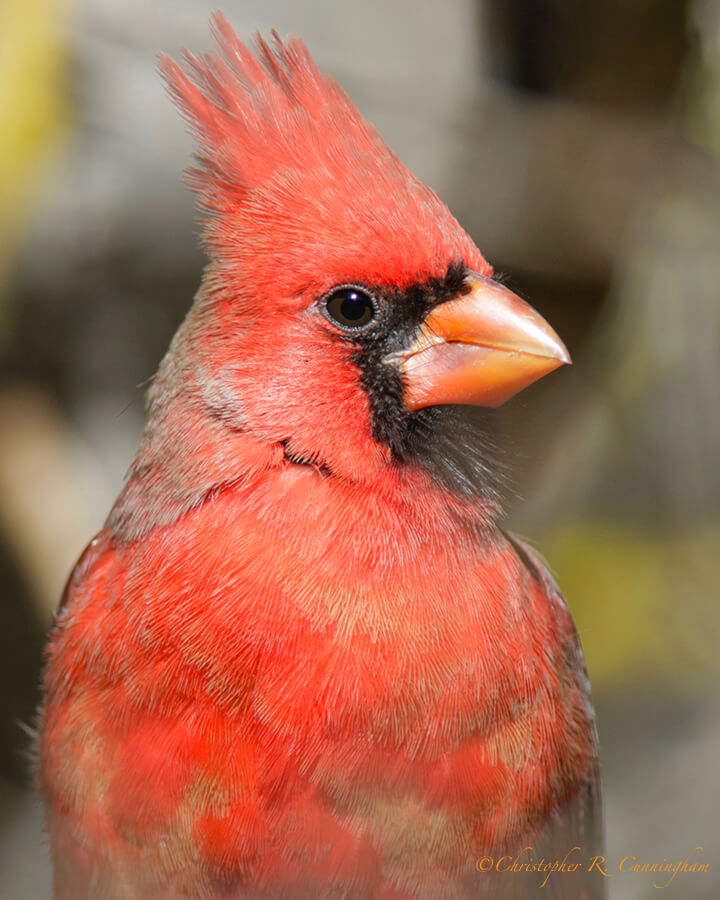 Northern Cardinal, Cave Creek Ranch, Portal, Arizona