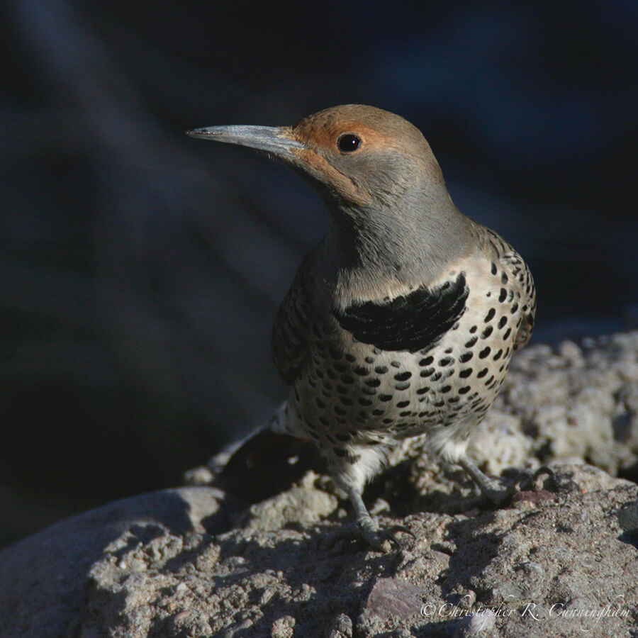 Female Northern Flicker (Red-shafted), Cave Creek Ranch, Portal, Arizona