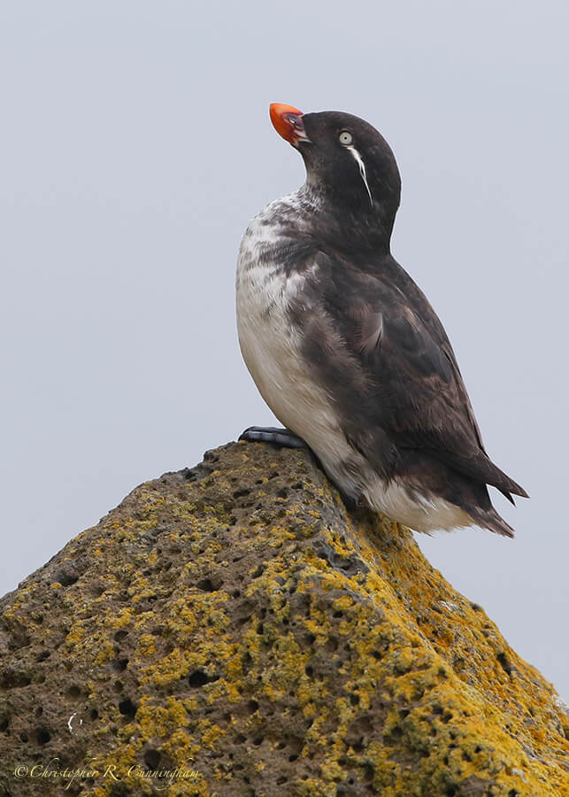 Parakeet Auklet, St. Paul Island, Pribilof Islands, Alaska