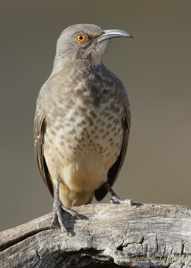 Thrasher, Franklin Mountains State Park, West Texas