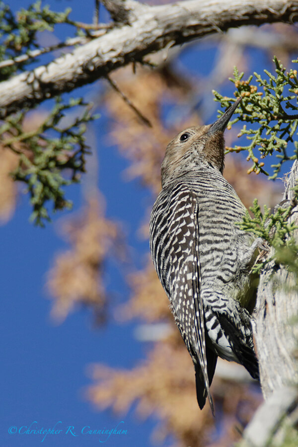 Female Williamson's Sapsucker, Cave Creek Ranch, Portal, Arizona