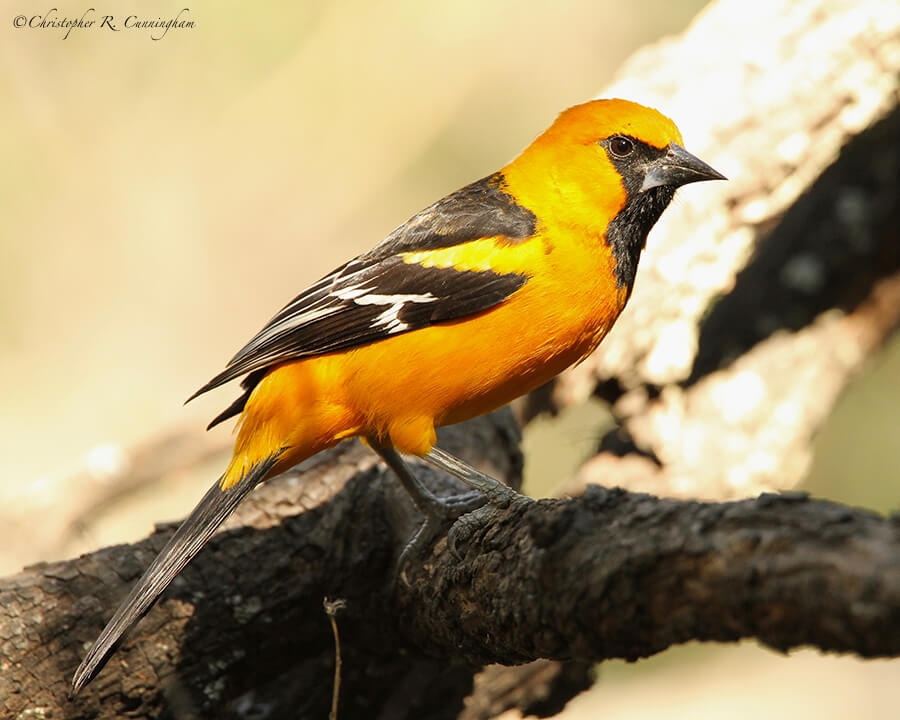 Altamira Oriole, Santa Ana NWR, South Texas